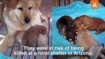 At-risk shelter puppies come to Best Friends Animal Sanctuary
