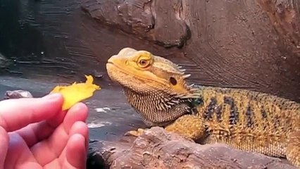 Bearded Dragon (Magellan) Update