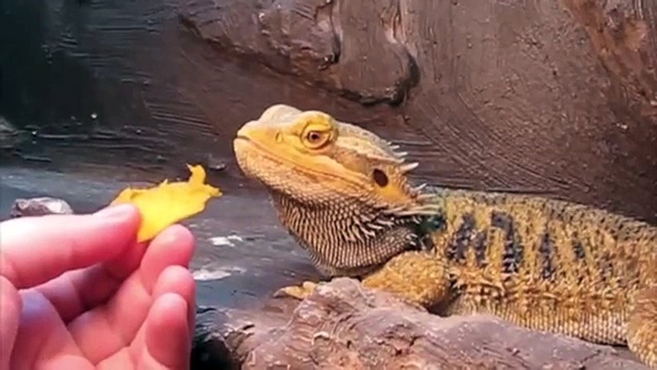 Bearded Dragon (Magellan) Update