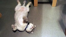 貓咪的姿態像蟑螂一樣 Cat lies like a cockroach (cute kitty)