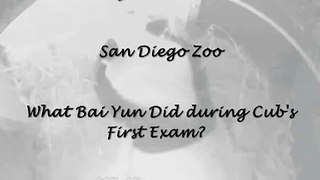 2009 08 30 Prepping Bai Yun for Cub's First Exam