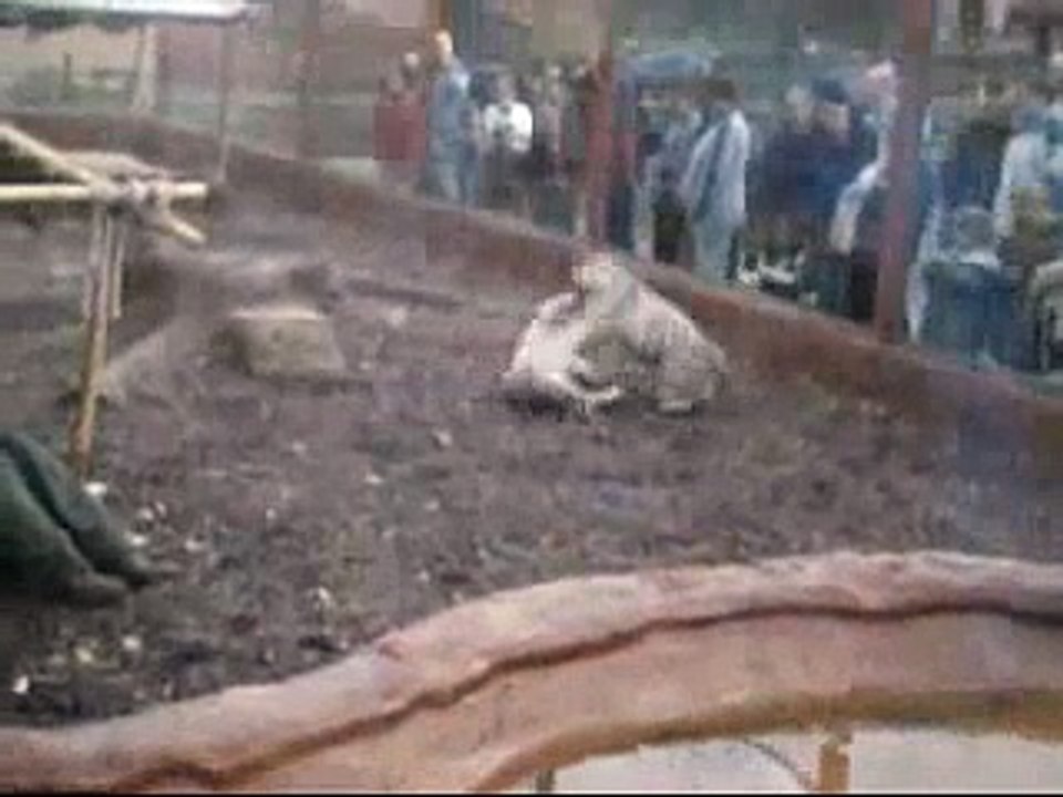 Baby White Tigers Just Want to Have Fun (2004)