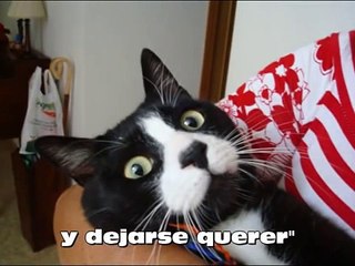 ASOCIACIÓN ANICA. FALSOS MITOS SOBRE LOS GATOS.