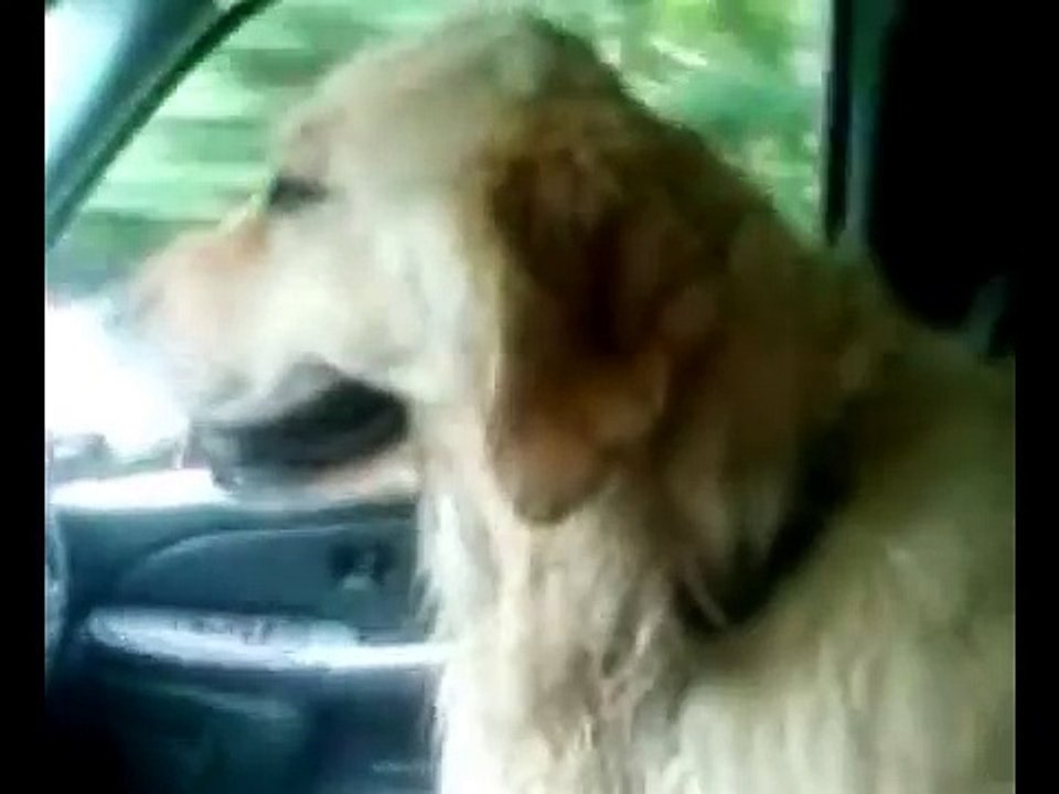 Best Dog In The World!