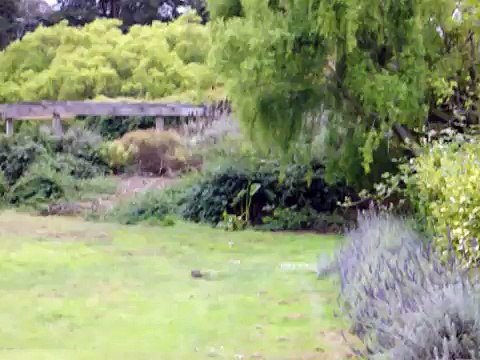 Two Sciurus griseus griseus (Western gray squirrels) at the San Francisco Botanical Garden (formerly Strybing Arboretum) in Golden Gate Park doing the territory hip-hop
