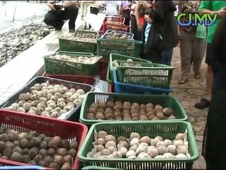 Penang: Mud balls for cleaner rivers