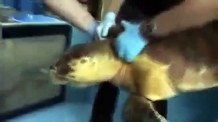 Braden Gardner Videos Dailymotion