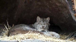 Philadelphia Zoo Canada Lynx Getting Sleepy