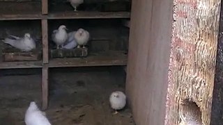 Бакинские бойные голуби 10.mp4
