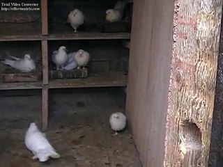 Бакинские бойные голуби 10.mp4