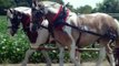 Russell Farms Team Horses Charlie and Bubba....For sale