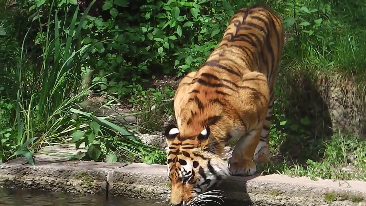 Tiger - Eisbären - Erdmännchen - Bantengs - Stachelschwein- Giraffen - Pelikane