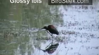 Glossy Ibis - Birdseek.com