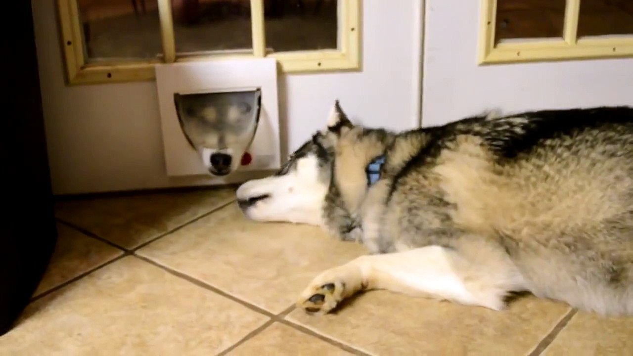 Funny Siberian Husky Video - Siberian Husky dogs playing with cat door