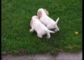 American cocker spaniel puppies