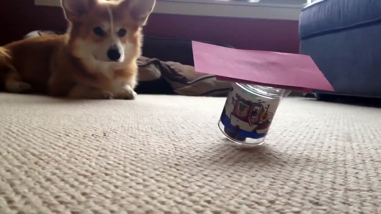 Happy Birthday from a corgi