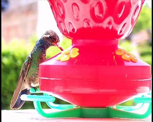 COLIBRIES EN CASA:  sus sonidos  (fotos).