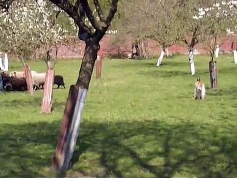 Didon de Stephieci (femelle Berger Picard de 22 mois)