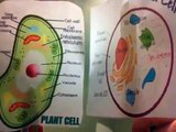 Grayson Colbert - Plant Cell vs Animal Cell