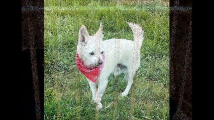 Creed, Senior Chihuahua rescued off the euthanasia list.