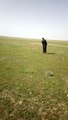 شاهين جبلي عراقي يصيد ديك رومي