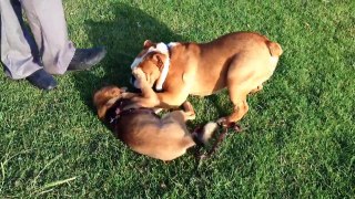 Shiba inu vs Bulldog
