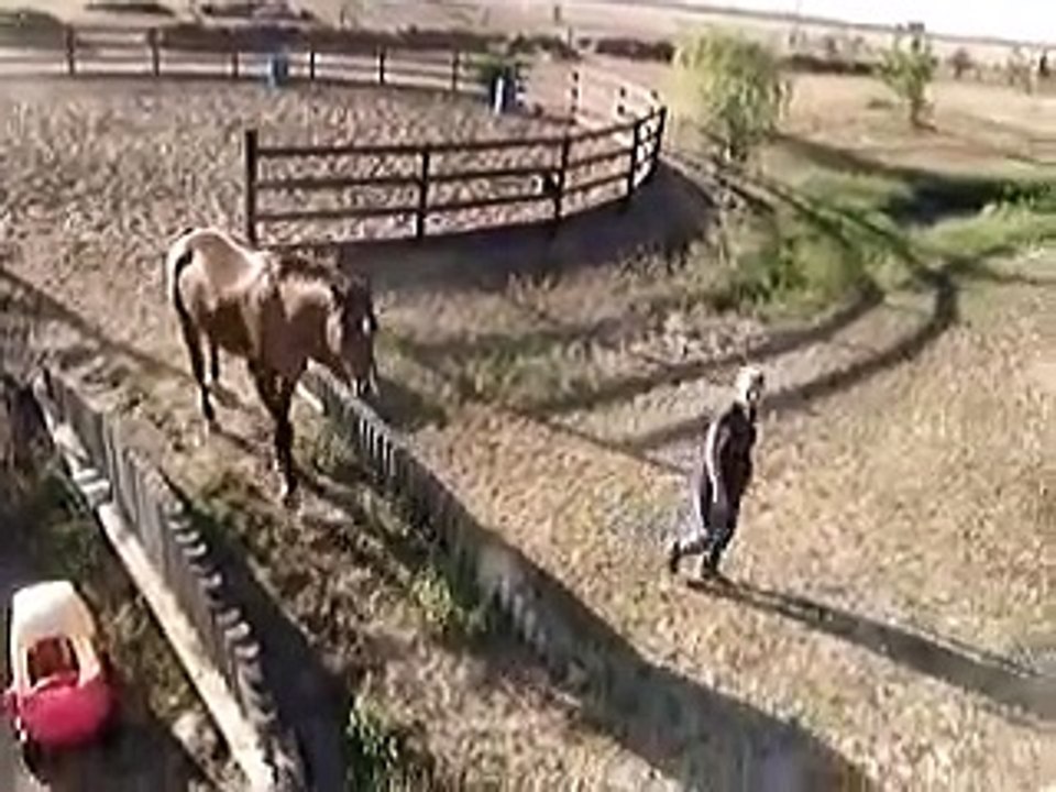 Tecate Level 4 Liberty audition parelli horse for sale