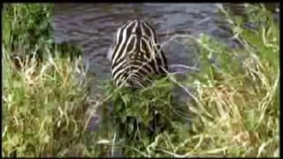 AMAZING !!! Lion vs Zebra,Zebra Drowning a Lion
