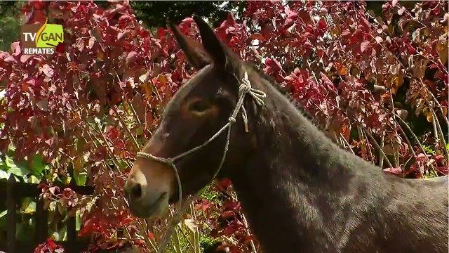 2013: MULAR DE SILLA, LA CEJA - ANTIOQUIA, L-0403