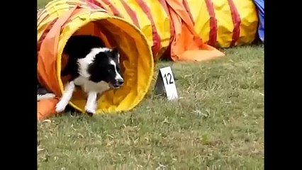 Dog Agility- Seven Nation Army