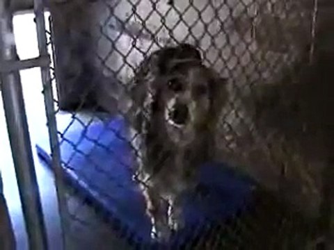 DOG POUNDS-killing pets for population control: Expensive, heartbreaking