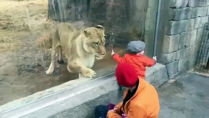 A Lion wants to catch a baby __ Un león quiere atrapar un bebé