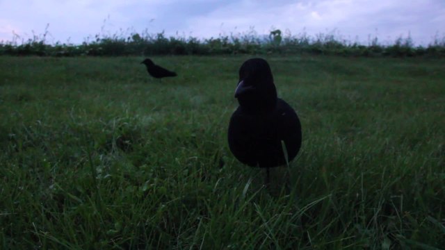Crow Hunting