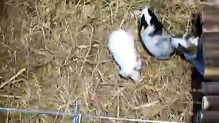 Bobtails Rescue: Baby Guinea Pigs 