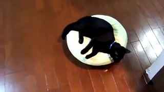 Kitten Rides the Roomba