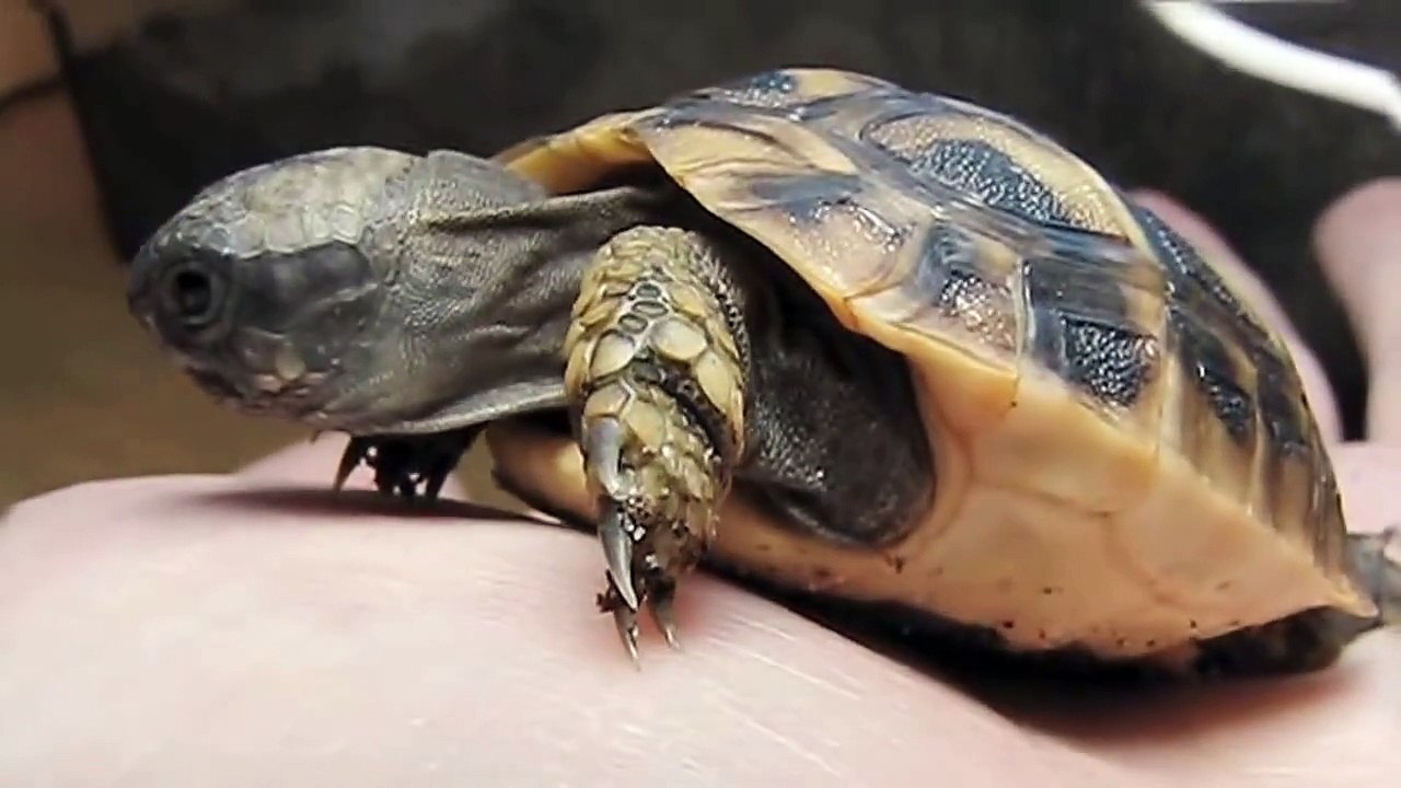 Macro close-up of a tortoise baby (HD)