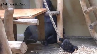 Gorillas @Zoo Krefeld 10 July 2015 - part 1