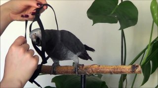 More harness training - Timneh African Grey