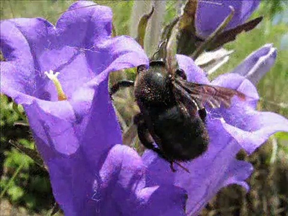 "Trockenwiesen in Ligurien"-  Eine Diaschau von Karin und Wolfgang Schmökel