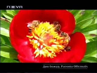 2.Аntimalignocyt - Bulgarian medicine against cancer by prof. Dr. Prodan Hristov