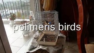greek canary timbrado singing song video Goldfinch Carduelis καναρινι (3) 2009