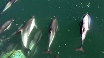 Delfines en el sur de Chile