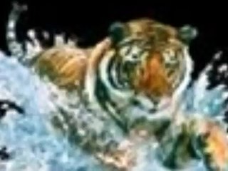 les tigres sauvages lol