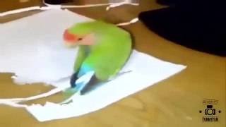 Прикольные животные смешные моменты красивый попугай Funny Animal
