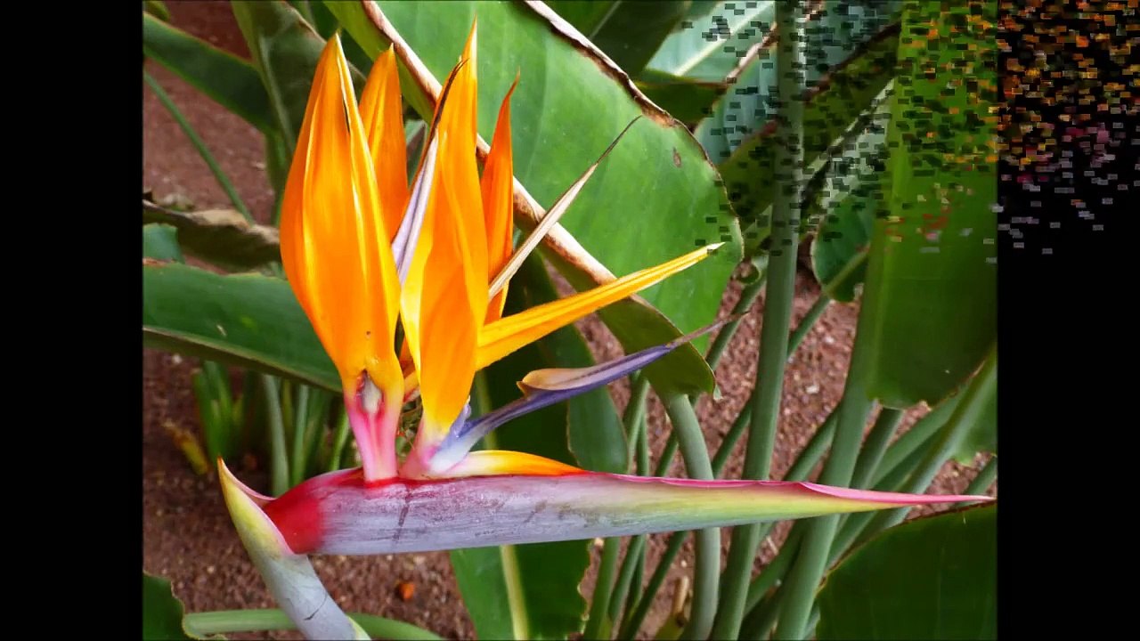 Lanzarote, Puerto del Carmen, Hotel Los Jameos Playa,