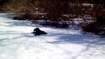 Black Lab dog body slides in the snow