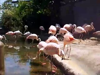 Flamencos en el zoologico de Santiago