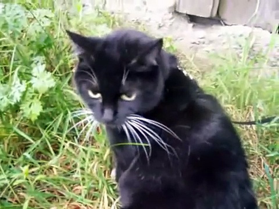 Cat Hiss