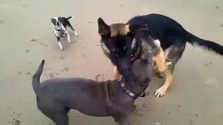 Pitbull attacks German Shepherd at beach
