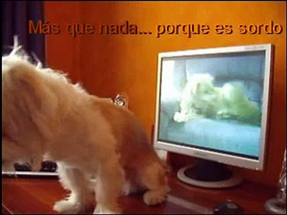 Mi perro es sordo